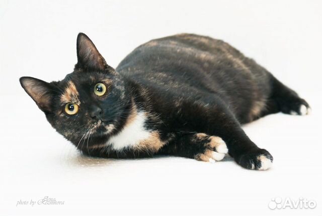 Шанти 2года в приюте. Кошка ласковая,стерилиз