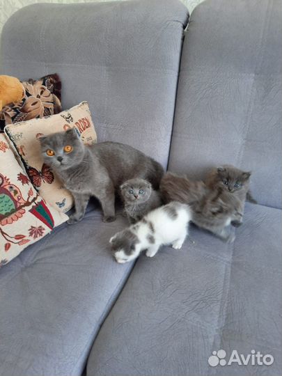 Котята
