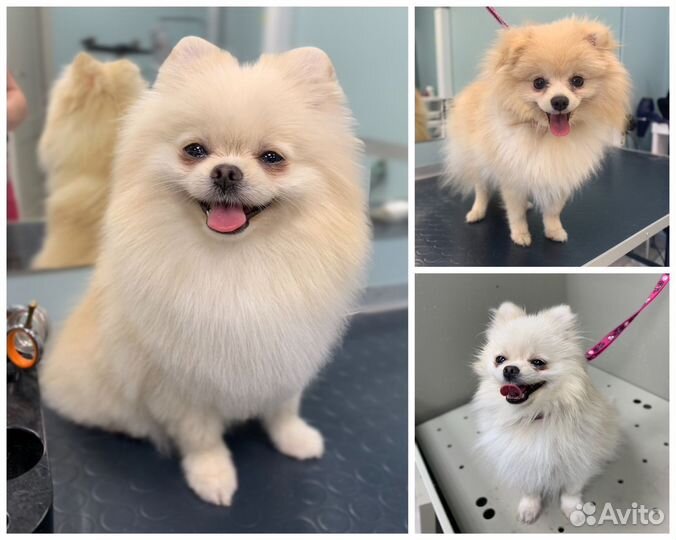 Груминг собак и кошек