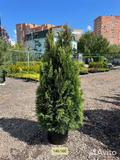 Туя смарагд