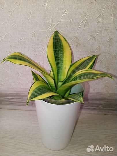 Сансевиерии Ханни голд, фаворит, флеминг