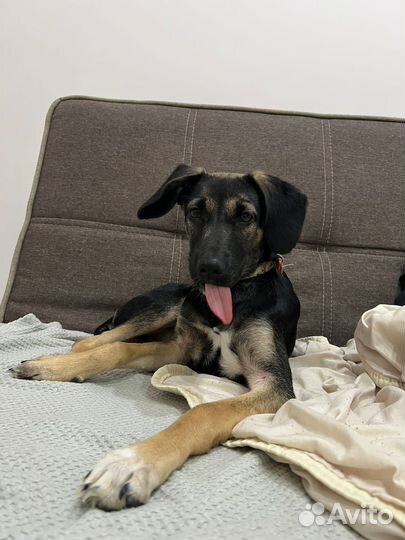 Собака в добрые руки