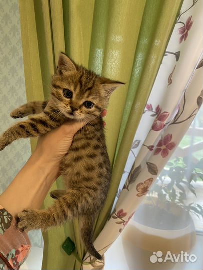 Шотландская