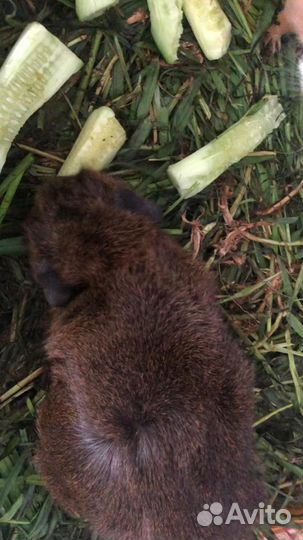 Морская свинка