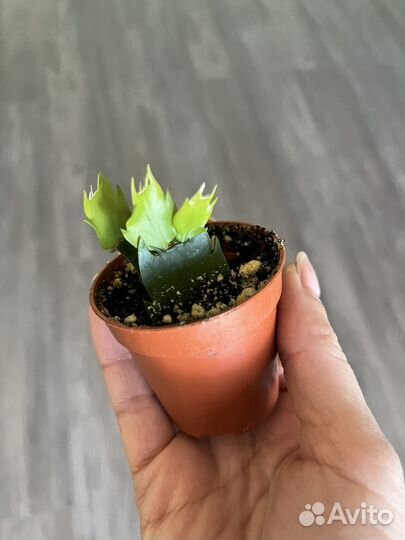 Декабрист шлюмбергера желтый