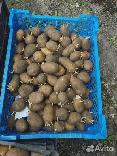Картошка семенная
