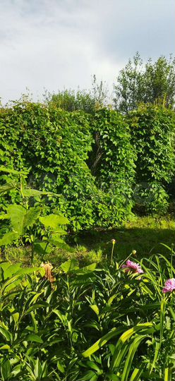 Дом 51,8 м² на участке 7,04 га