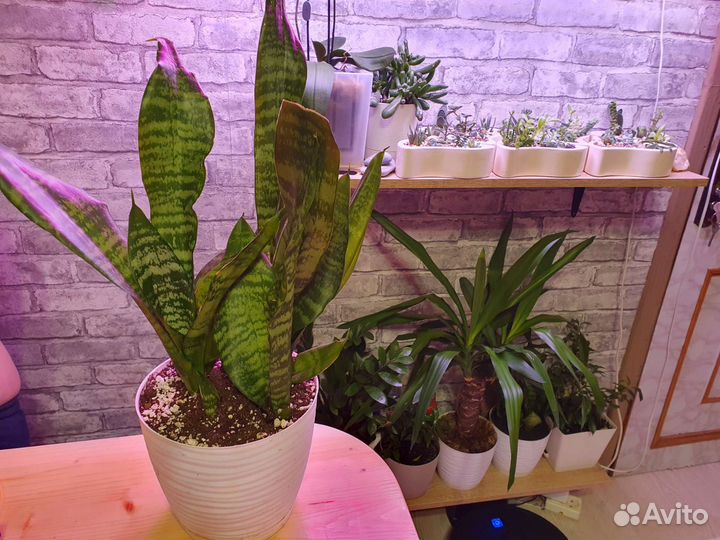 Сансевиерия зейланика