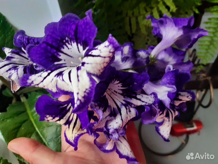 Стрептокарпусы цветущие