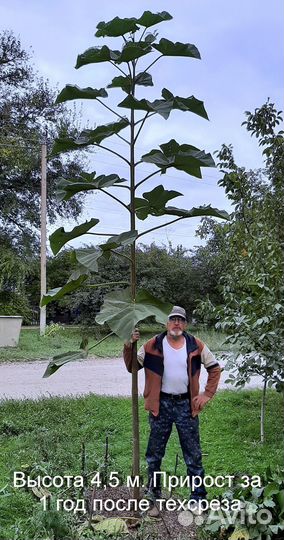 Павловния быстрорастущее дерево