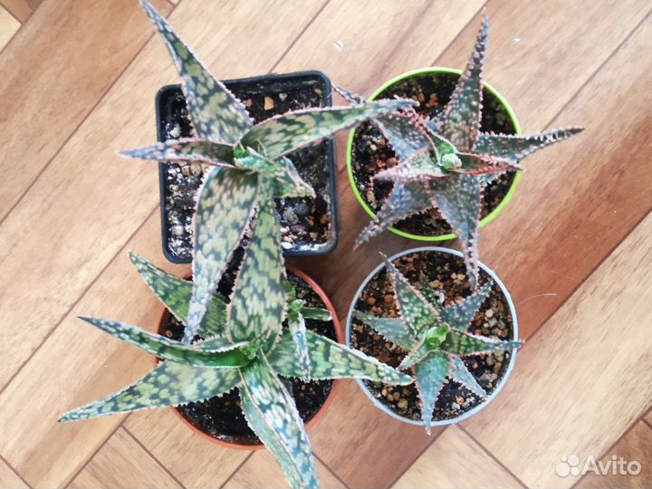 Кактусы и суккуленты