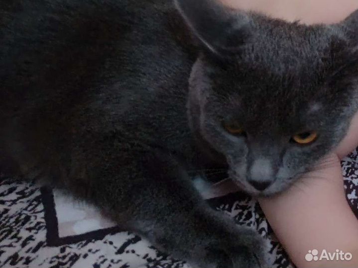 Кошечка в добрые руки
