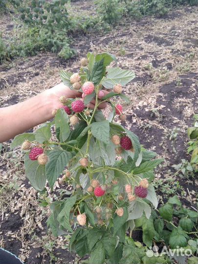 Саженцы малины