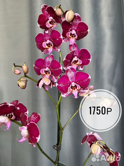 Орхидея фаленопсис