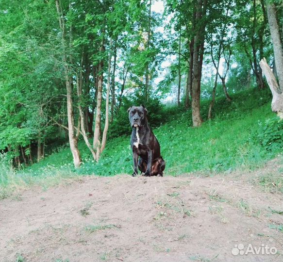 Питбуль для вязки