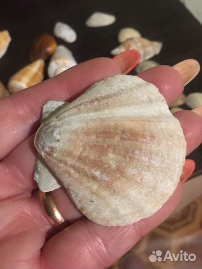 Морские ракушки