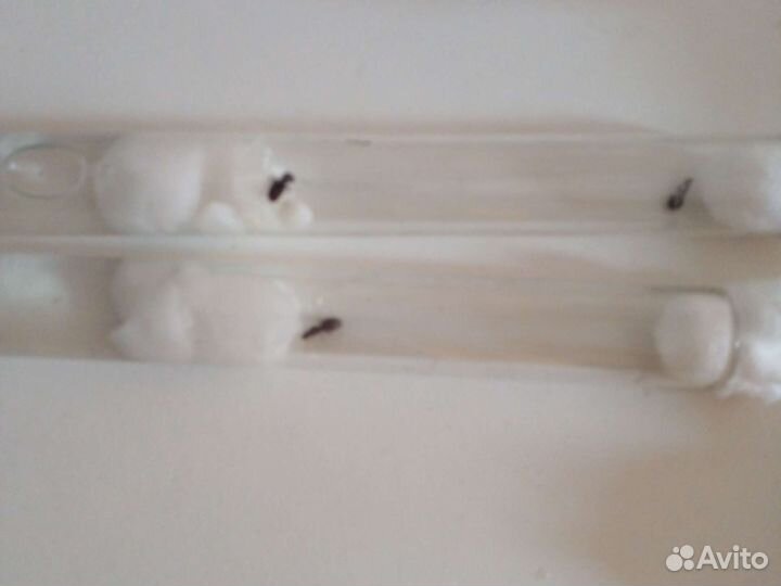 Продаю чорных садовых муравёв(lasius niger