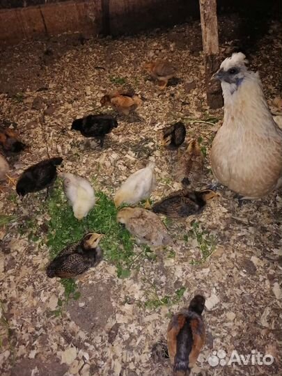 Яйца на инкубацию