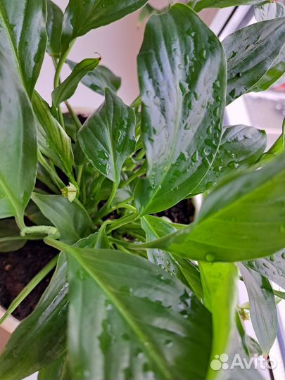 Спатифиллум