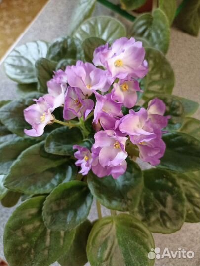 Глоксиния цветущая