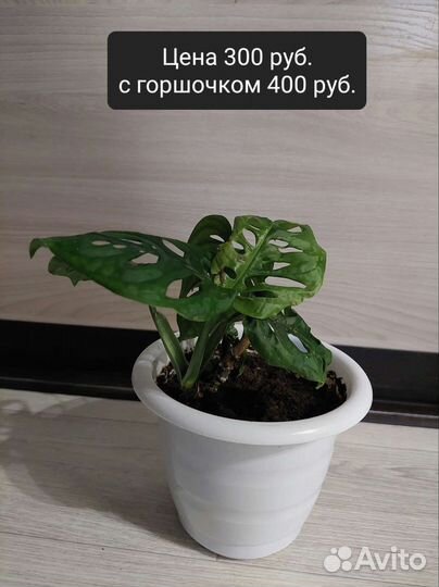 Продам Диффенбахию, Монстеру, Аглоанему