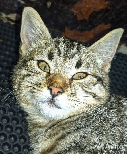 Красивый котенок шотландец, девочка в хорошие руки