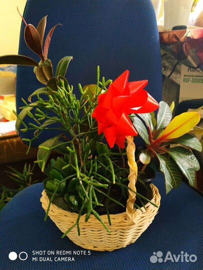 Корзинка с комнатными растениями