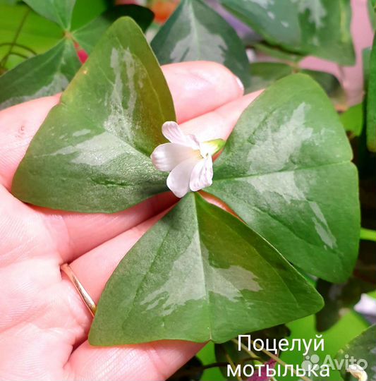 Кислица / Oxalis