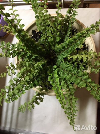 Папоротник Мариса, Сансевиерия, Зебрина