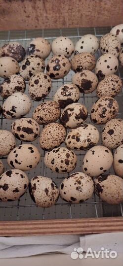 Инкубационное яйцо Техас утяжеленный