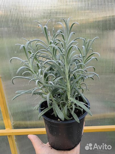 Cаженцы лаванды сорта 