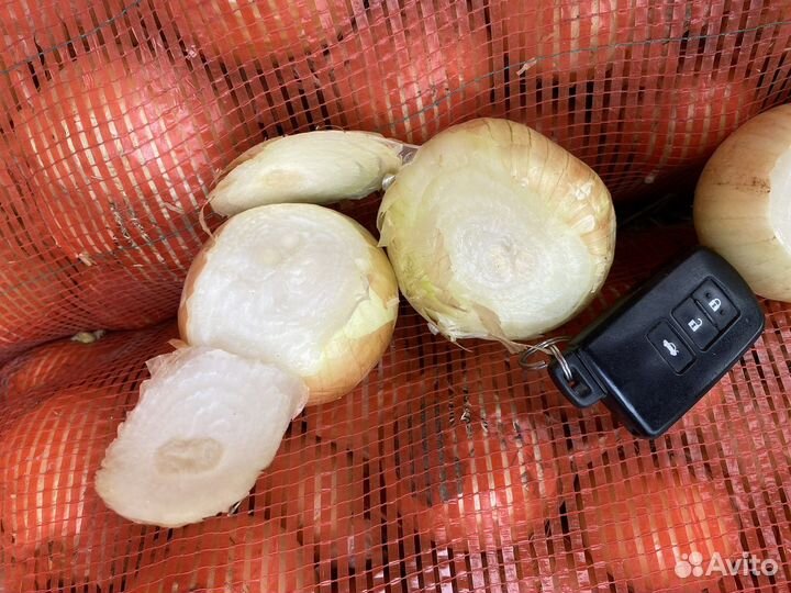 Лук на перо каратал из севка