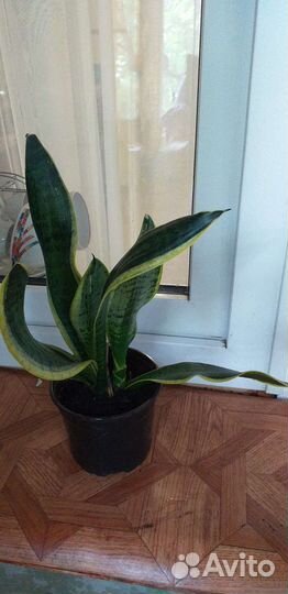 Комнатные цветы