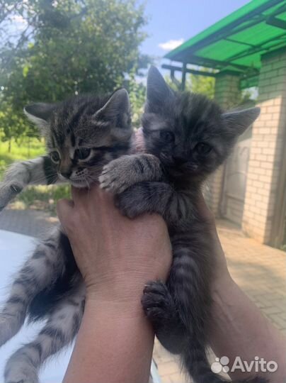 Котята в добрые руки бесплатно