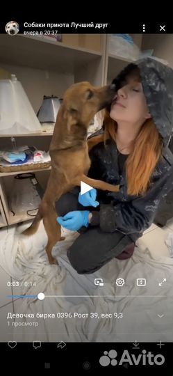 Небольшая собачка как ребенок ждёт семью в отлове