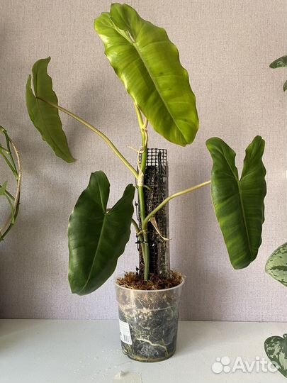 Филодендроны биллитау