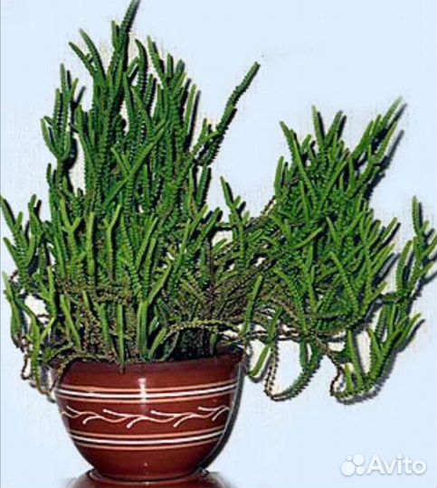 Крассула толстянка аихризон сансевиерия