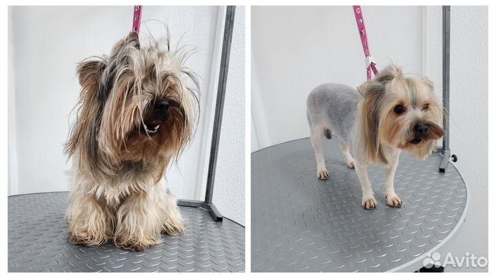 Груминг собак и кошек. Стрижка бесплатно