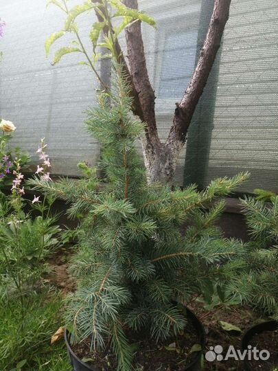 Редкие растения для сада