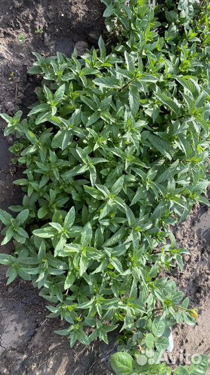 Мята рассада и на срез