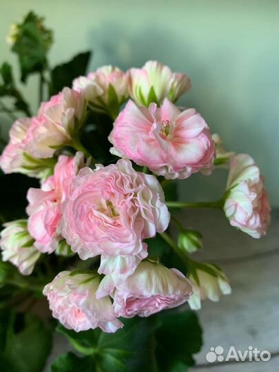 Пеларгония Kvarnlicans Anna-Jeannete Анна Жаннет