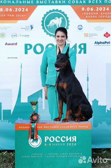Шикарные щенки добермана