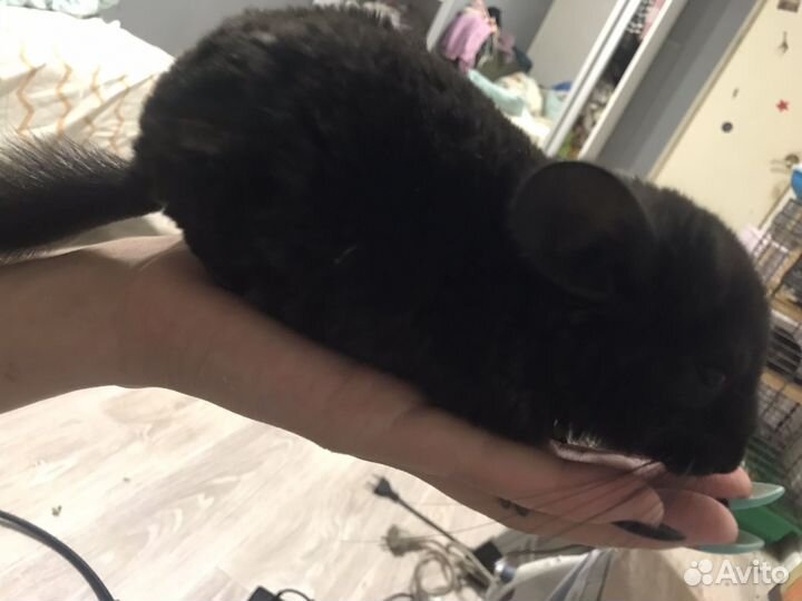 Шиншилла черный бархат