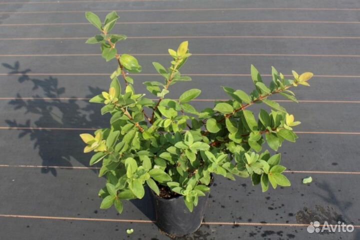 Саженцы жимолости Голубое веретено