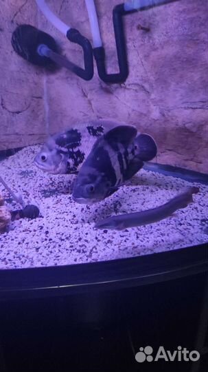 Аквариум угловой,панорамный с тумбой