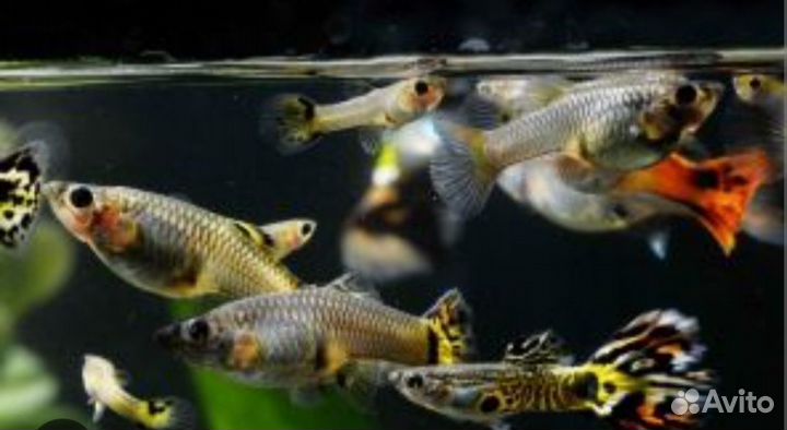 Рыбки, Креветки и Улитки