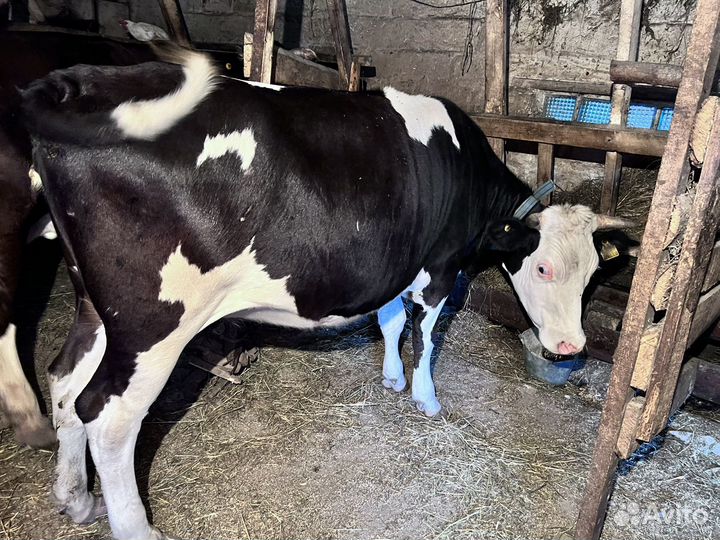 Телки стельные