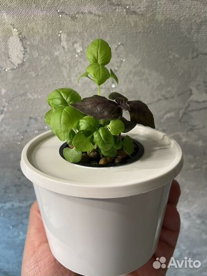 Базилик зеленый и другая зелень в стаканчиках