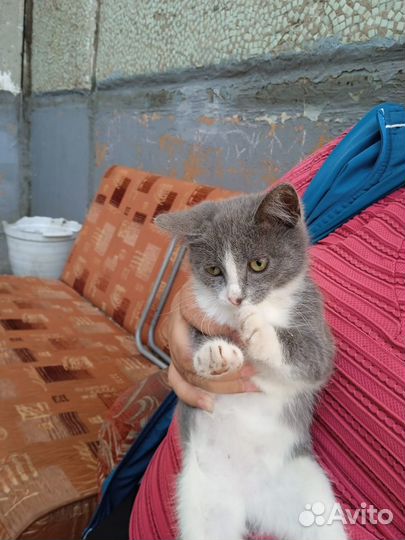 Сиамские котята