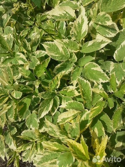 Сныть пестролистная